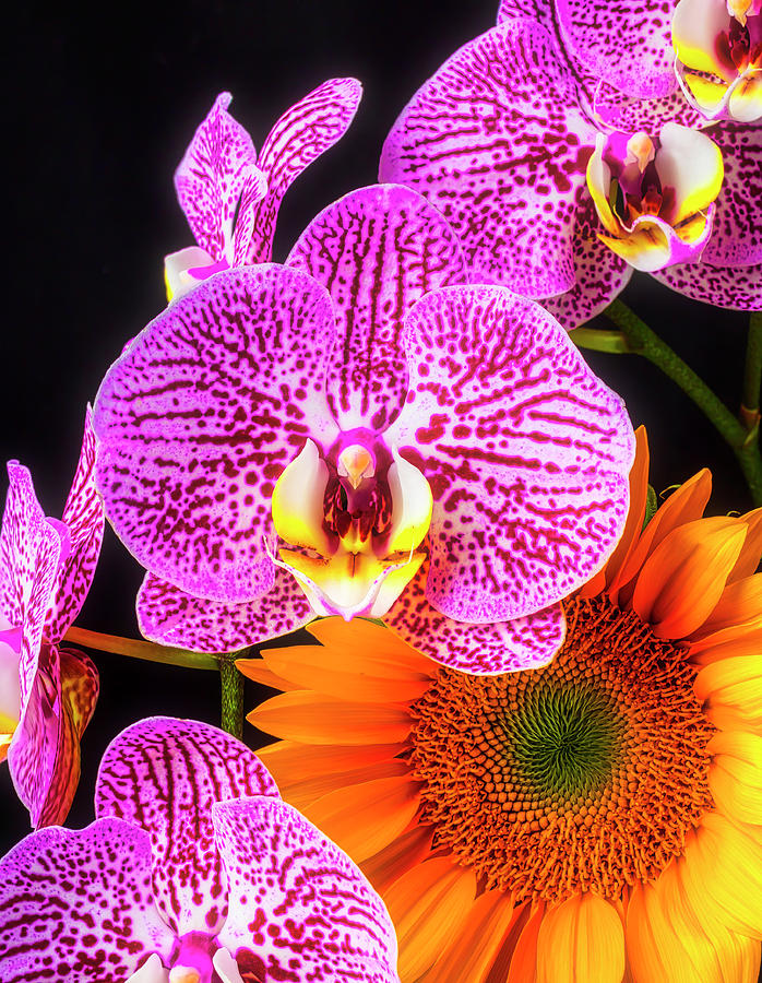 Orchids And Sunflower Photograph by Garry Gay