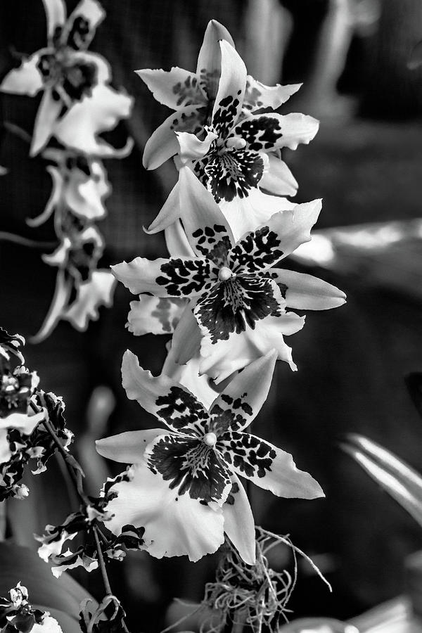 Orchids at the Market Monochrome Photograph by Alana Thrower