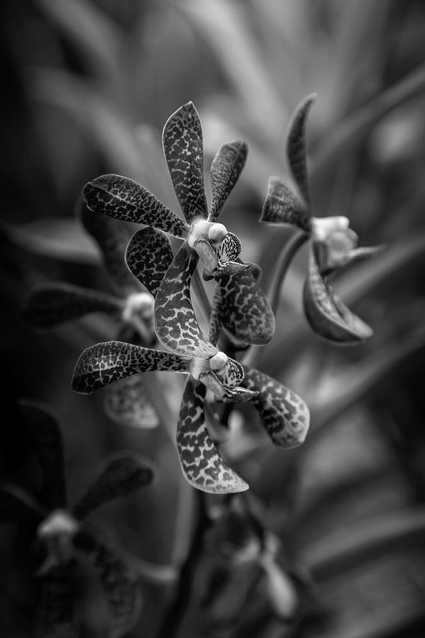 Orchids - Black and White Photograph by Georgia Clare