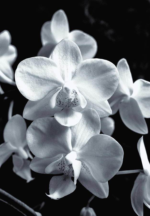 Orchids Black And White Photograph by Jeff Townsend