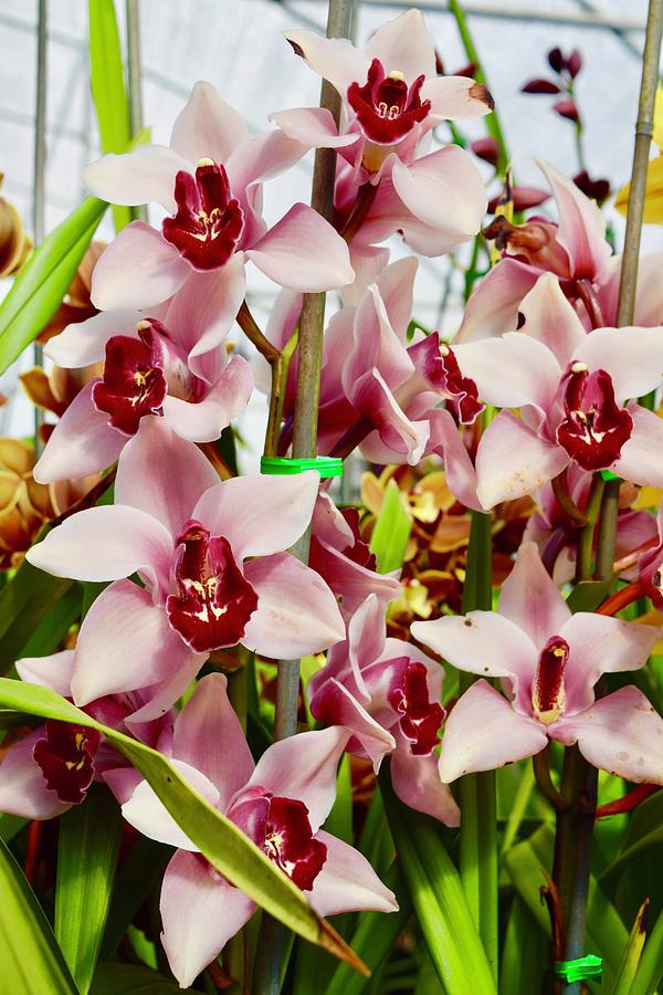 Pink Cymbidium Orchids II Photograph by Bnte Creations