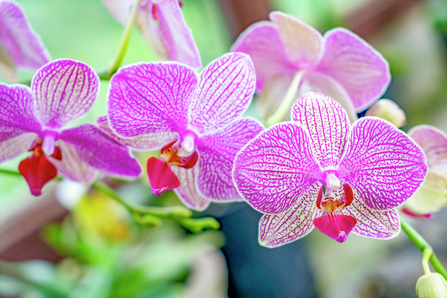 Orchids Photograph by David Rivera | Fine Art America