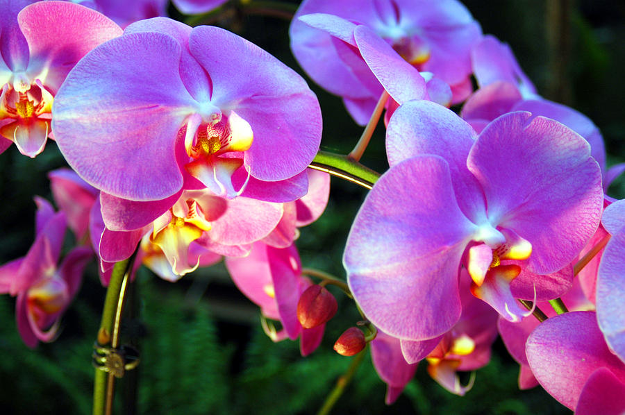 Orchids Photograph by El Huang Photography
