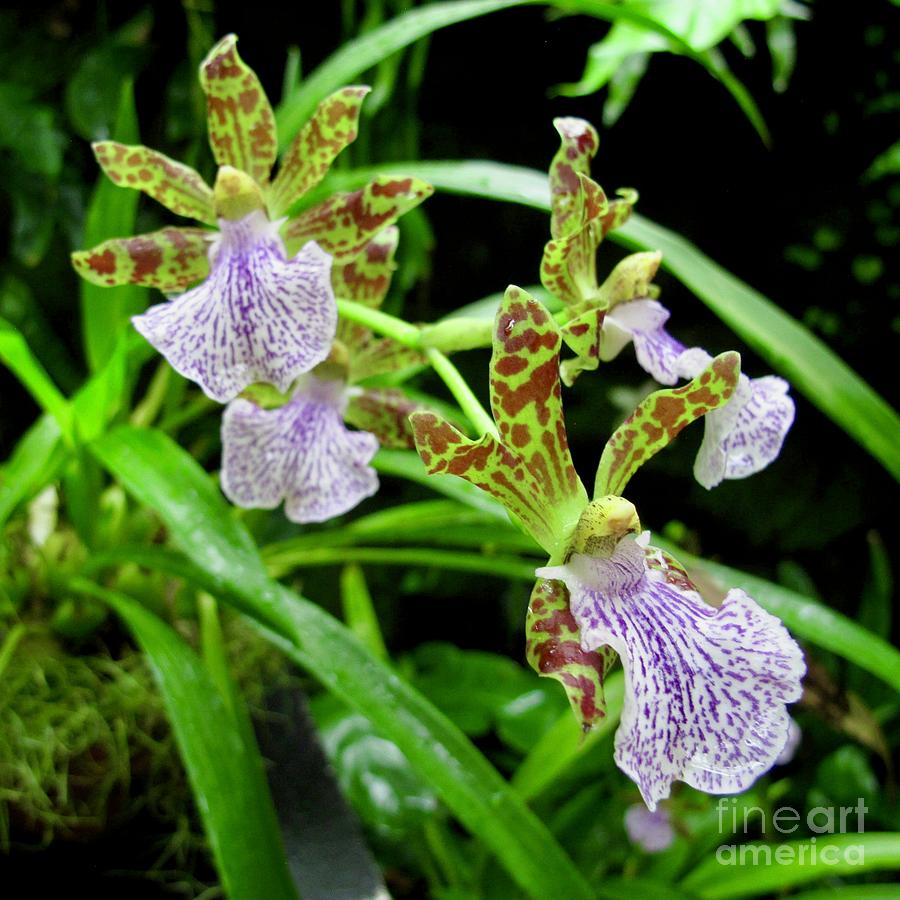 Orchids Enthusiastic Photograph by Cathy Svercl - Fine Art America