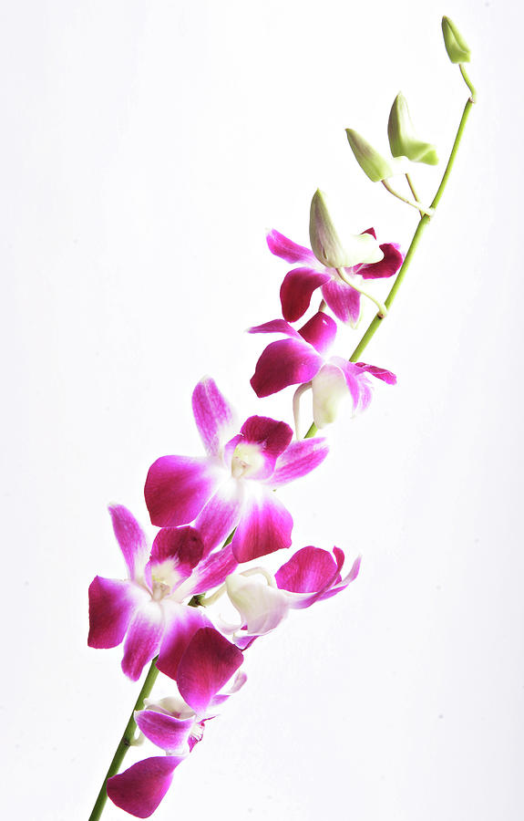 Orchids Photograph by Falcatraz