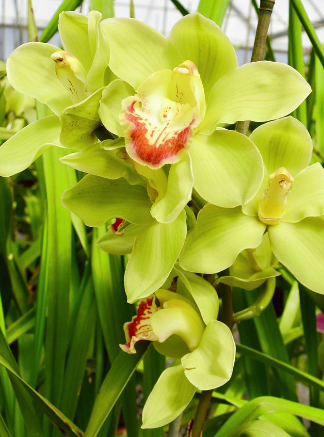 Green Cymbidium Orchids III Photograph by Bnte Creations