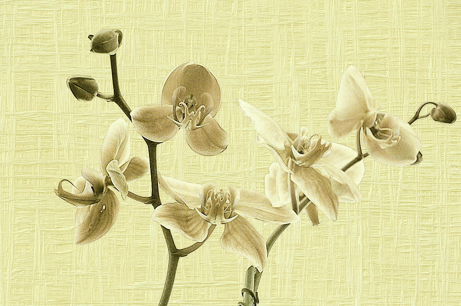 Orchids In Beige Photograph