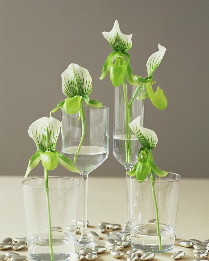 Orchids In Glasses Photograph by Lisa Hubbard