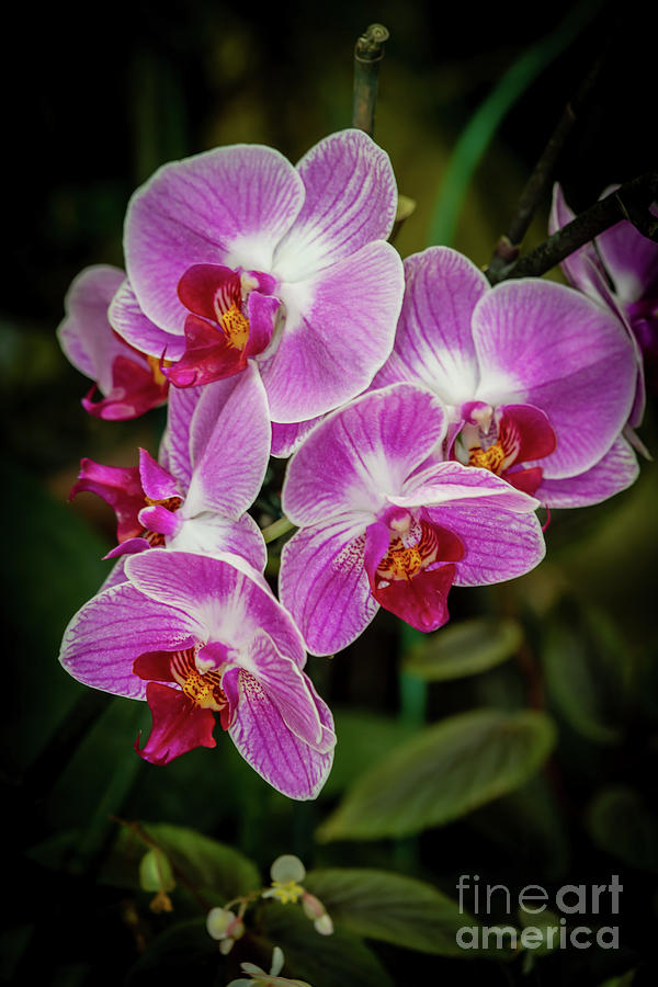 Spring Photograph - Orchids in the Pink by Sabrina L Ryan