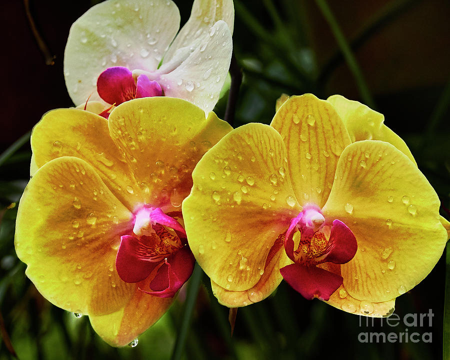 Orchids in the Rain by Steve Ondrus Orchids in the Rain by Steve Ondrus