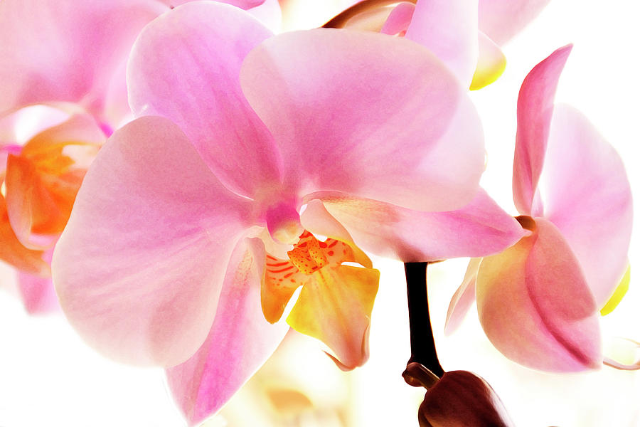 Orchids in Watercolor Photograph by Angie Tirado