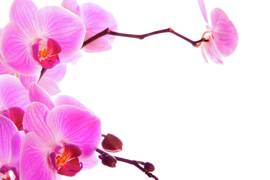 Orchids Isolated On White With Clipping Photograph by Schmidt-z