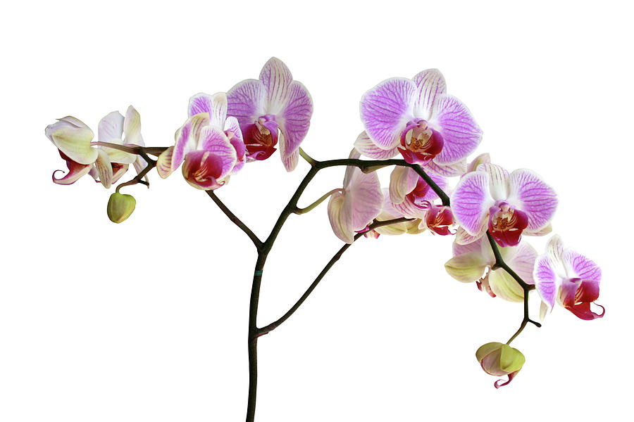 Orchids Isolated by Photographerolympus