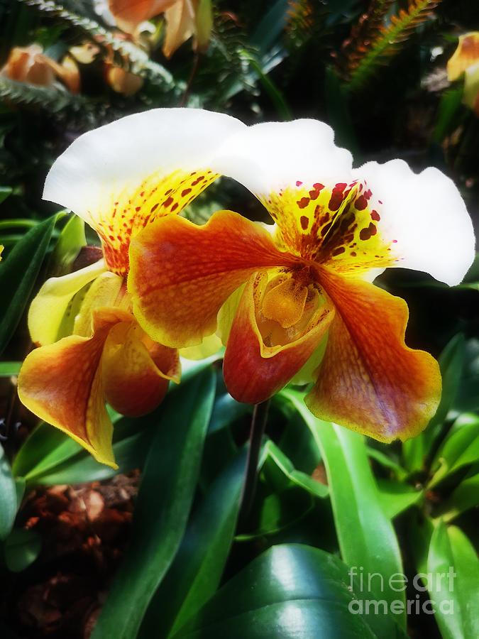 Orchids Photograph by Jarek Filipowicz