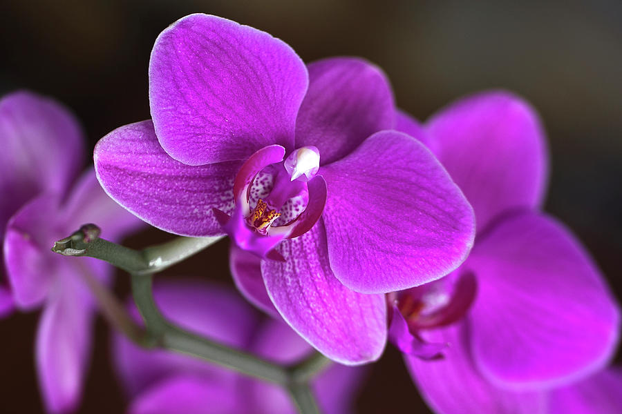 Orchids Photograph by Kino - Zaragoza (spain)