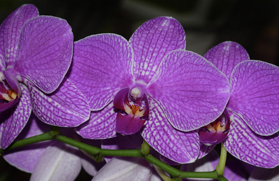 Orchids Photograph by Larah McElroy