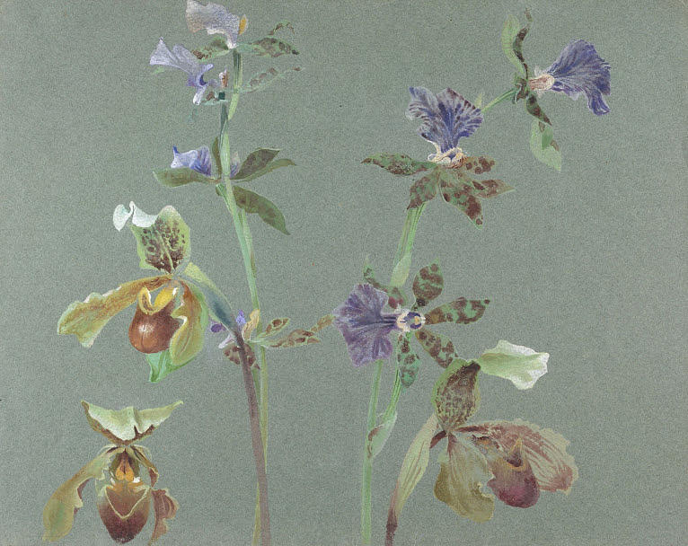 Orchids Painting by Lilias Trotter