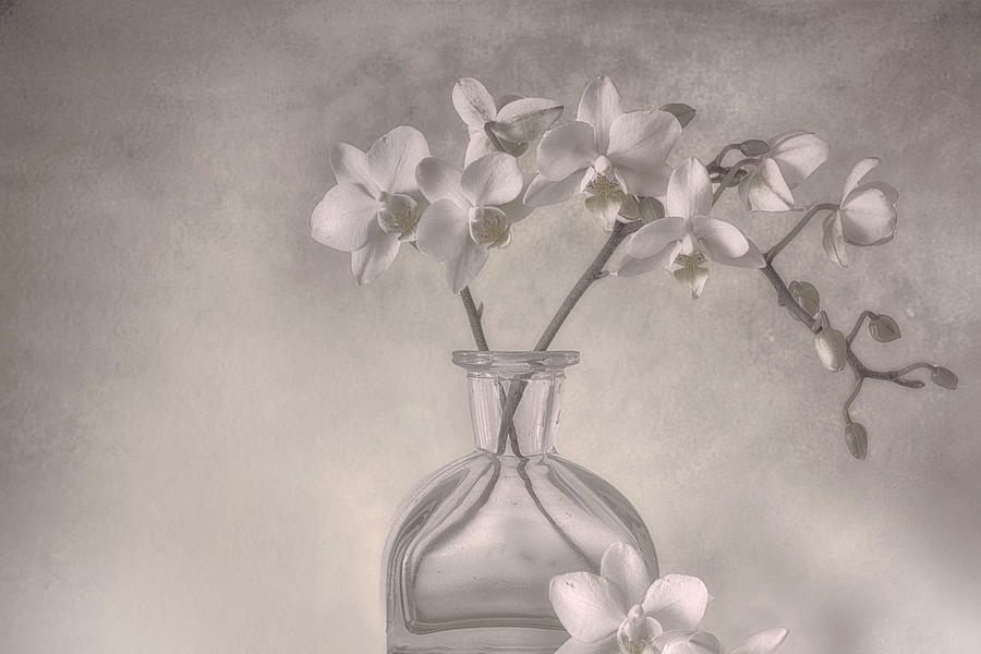 Orchids Photograph by Marie-anne Stas - Fine Art America