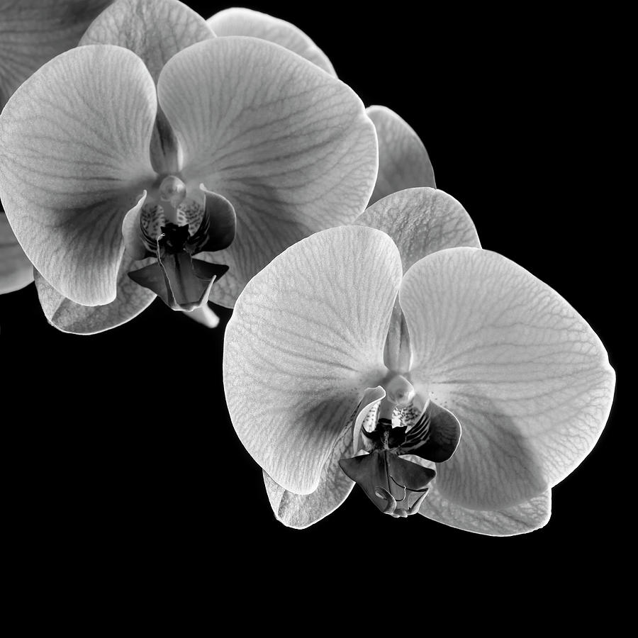 Orchids Photograph - Orchids by Michael Harrison