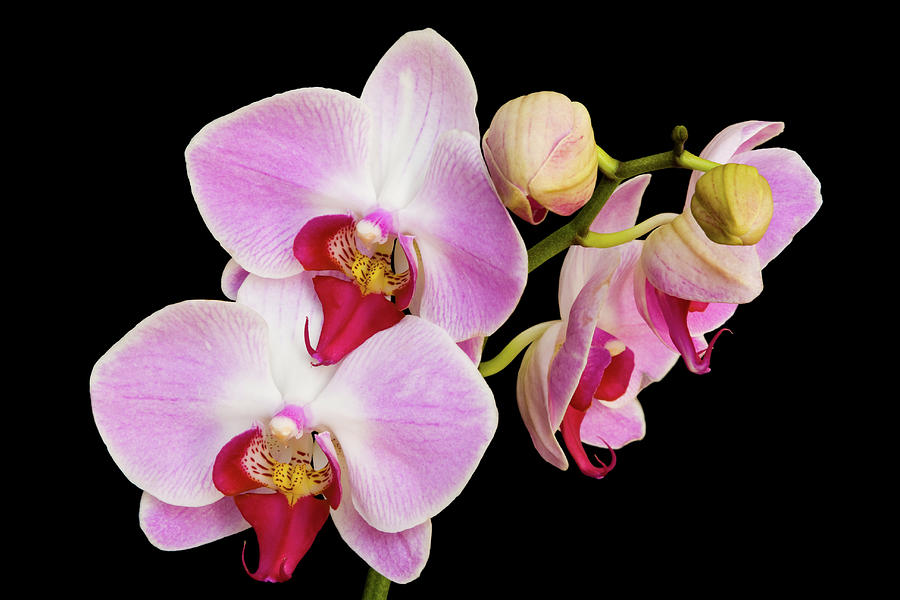 Orchids On Black Photograph by Benlin