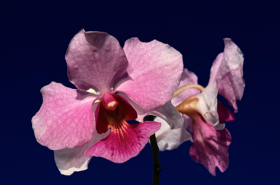 Orchids Orchidaceae Trobriano Island Photograph by Kevin Schafer