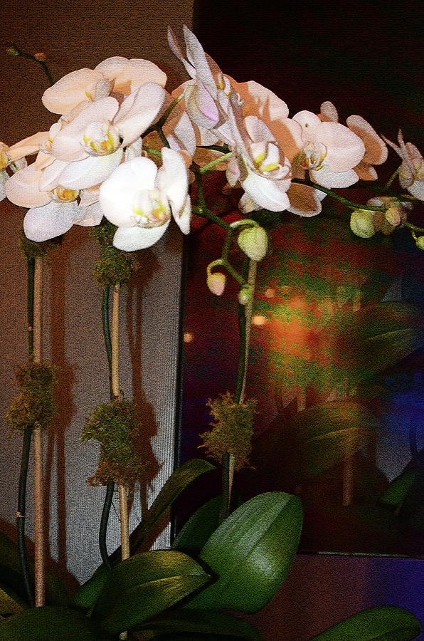 Orchids - Passion Photograph by Harsh Malik