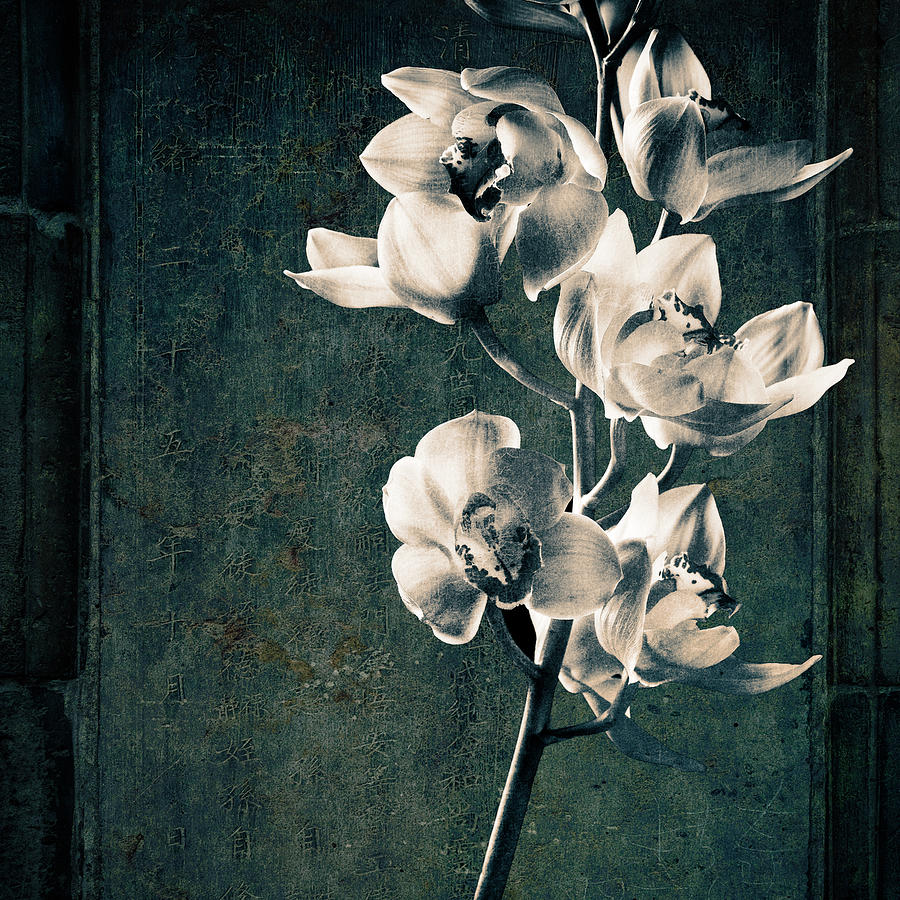 Black And White Photograph - Orchids Stem Texture by Michael Harrison