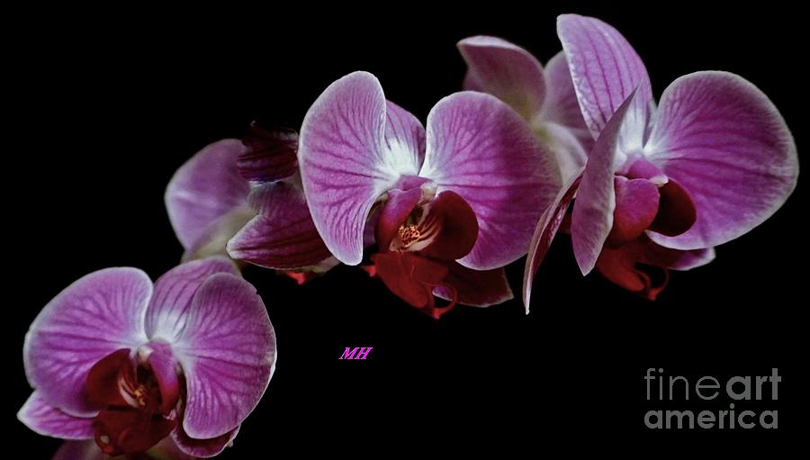 Orchids Three Photograph by Marsha Heiken