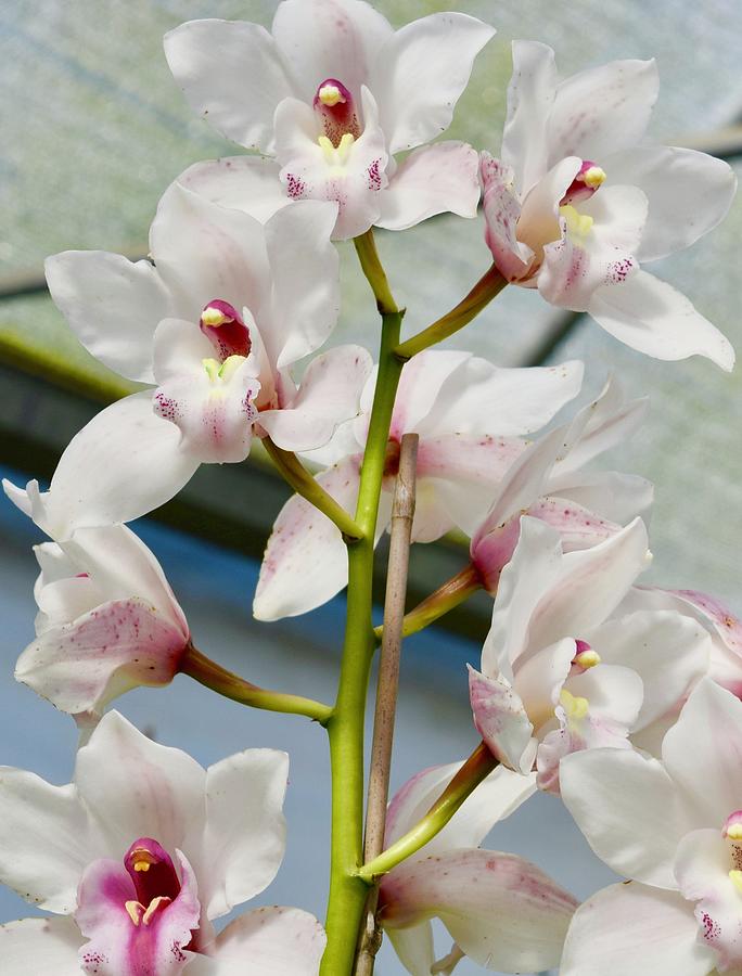 White Cymbidium Orchids I Photograph by Bnte Creations