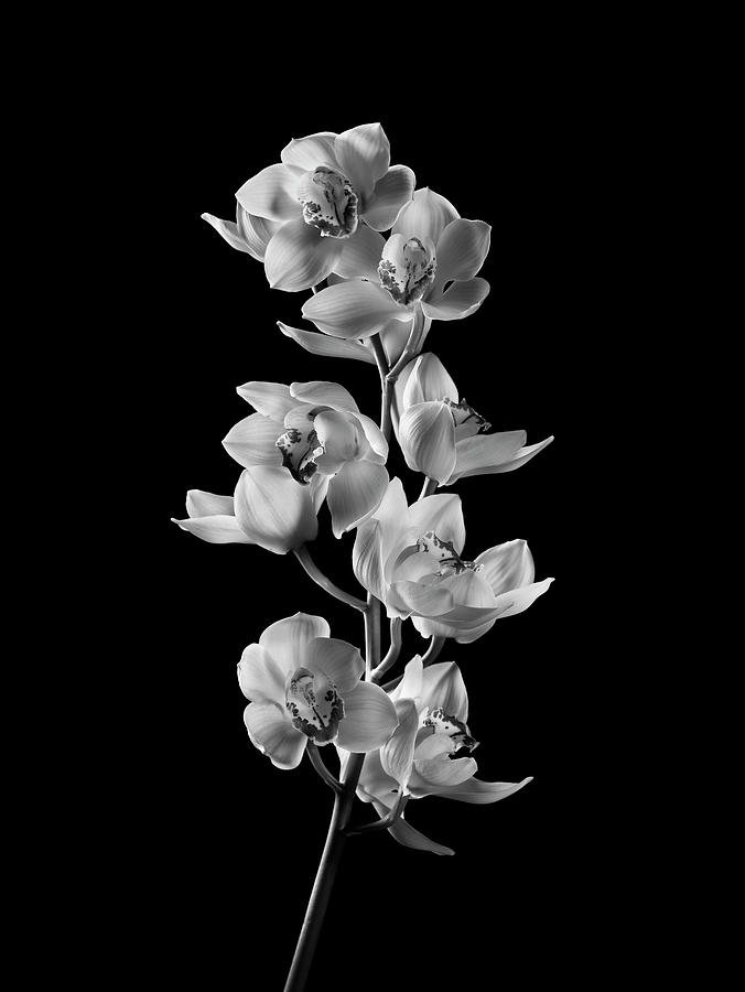 Orchids_stem_bw Photograph by Michael Harrison Orchids_stem_bw Photograph by Michael Harrison