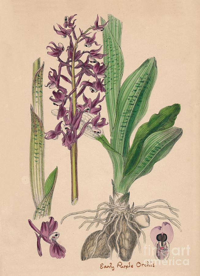 Orchis Mascula. Early Purple Orchis Drawing by Print Collector