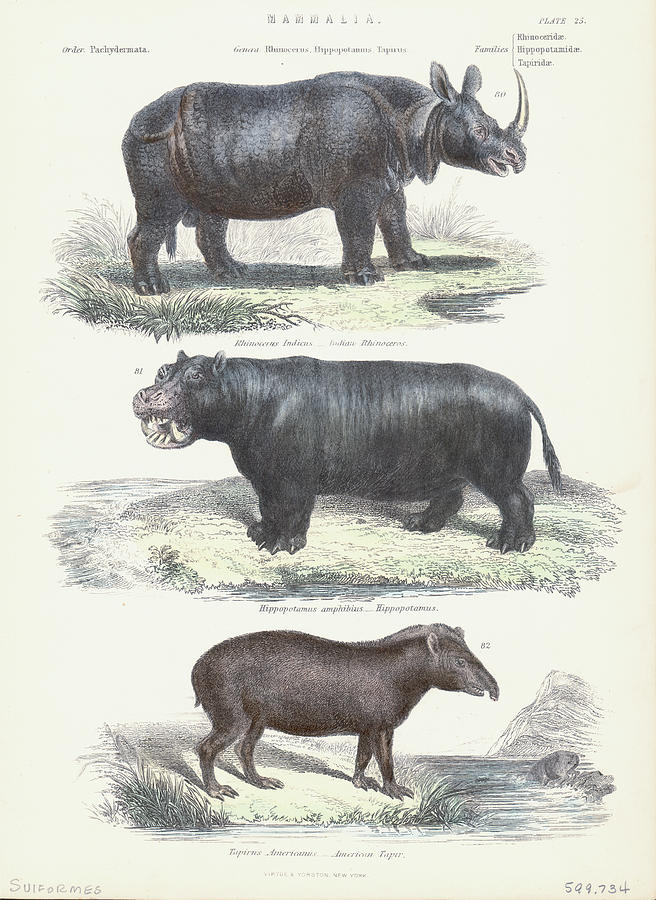 Hippopotamus Photograph - Order Perissodactyla by Kean Collection