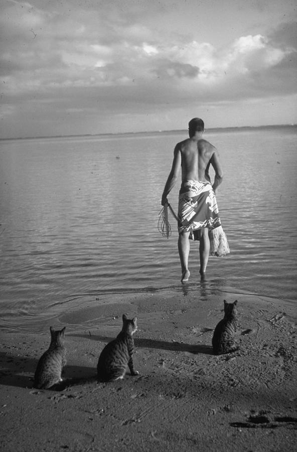 Ordinary Striped Tabby Cats Waiting On B Photograph by Carl Mydans Ordinary Striped Tabby Cats Waiting On B Photograph by Carl Mydans