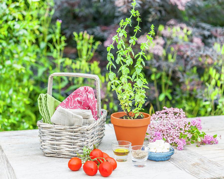 Oregano In A Flower Pot On A Garden Table Photograph by The Studio Collection