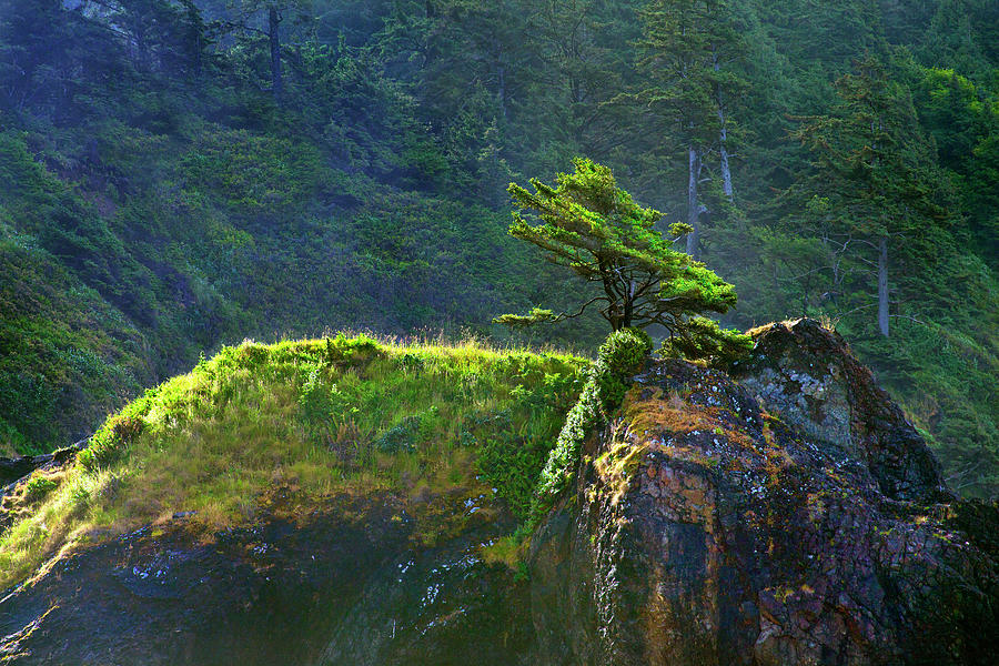 Oregon Coastline Solitary Tree Photograph by David Chasey