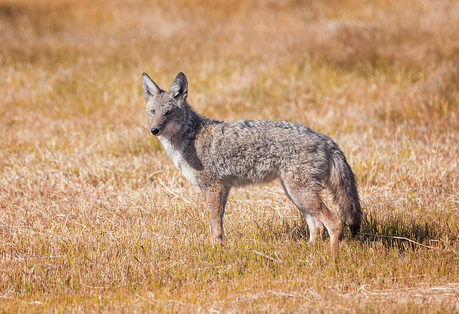 Oregon Coyote Photograph by Loree Johnson