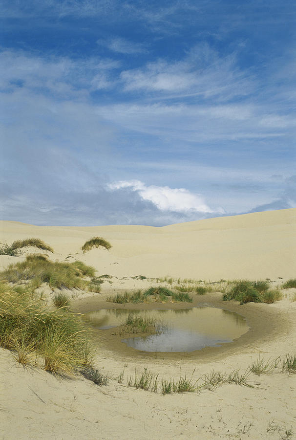 Oregon Dunes Photograph by Michael Lustbader