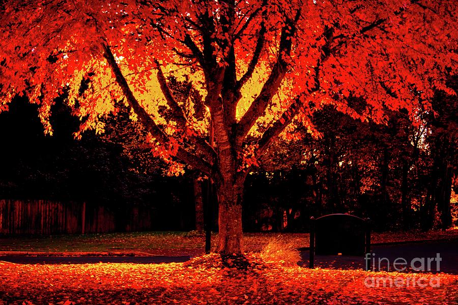 Oregon Fall Colors by Michael Cross Oregon Fall Colors by Michael Cross