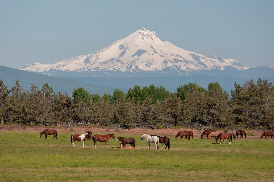 Oregon, Landscape With Horses Digital Art by Heeb Photos