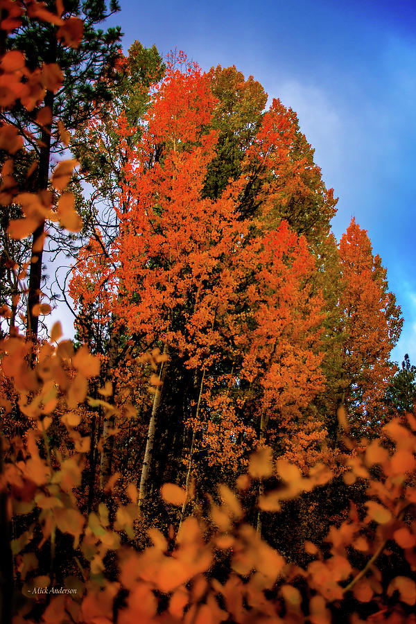 Oregon Mountain Aspen In Autumn Photograph