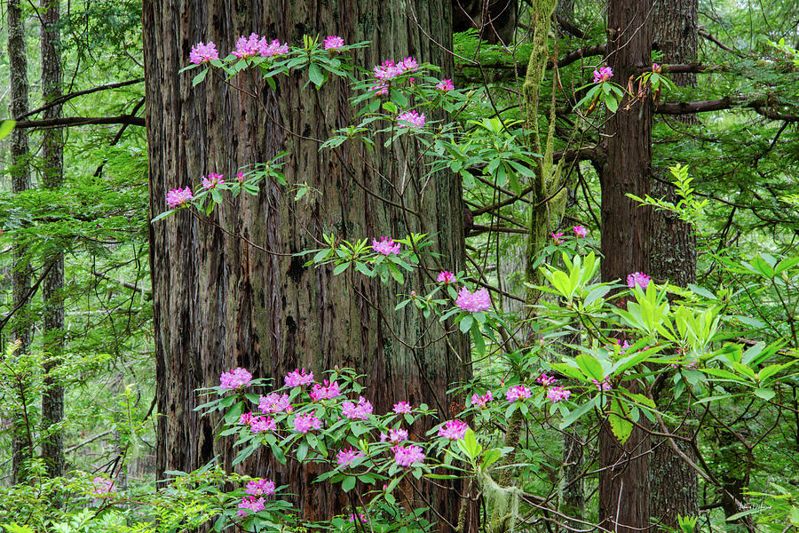 Oregon Redwoods Rhododendrons Photograph by Leland D Howard