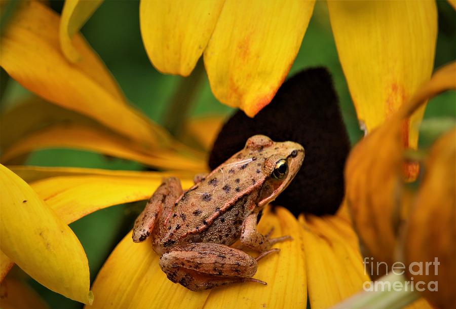 Oregon Spotted Frog Photograph by Nick Gustafson