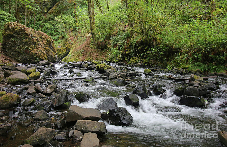 Oregon Stream 3380 Photograph by Jack Schultz