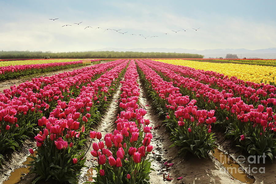 Oregon tulip festival Photograph by Sylvia Cook