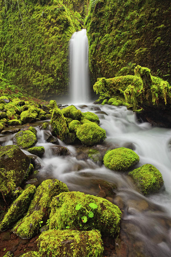 Oregon Waterfall Photograph by Helminadia