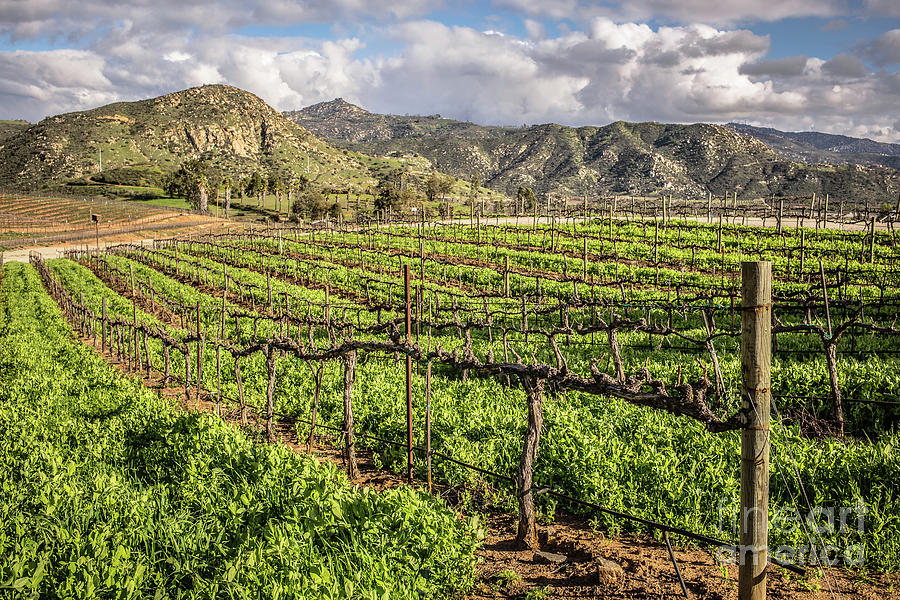 San Diego Photograph - Orfila Vineyards and Winery by Edward Fielding