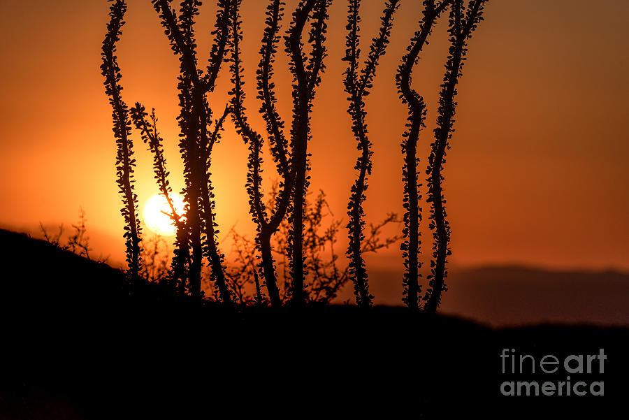 Organ Mountain Sunset Photograph by Lisa Manifold