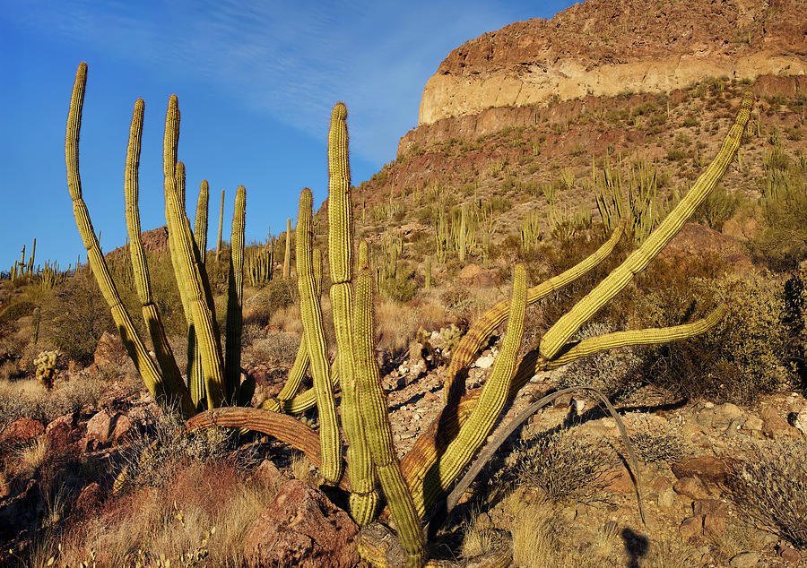 Organ Pipe Cactus, Ajo Mts, Organ Pipe Cactus Nm, Arizona Photograph by Tim Fitzharris