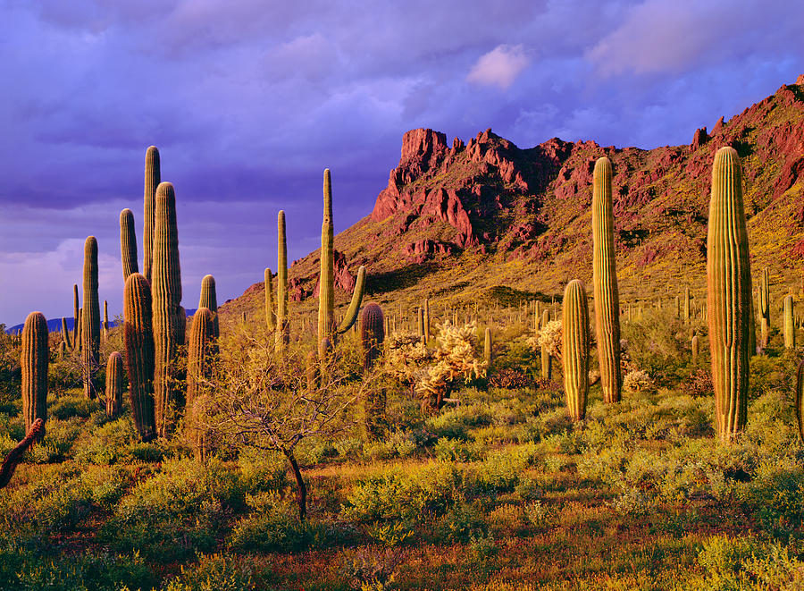 Organ Pipe Cactus National Monument Photograph by Ron thomas