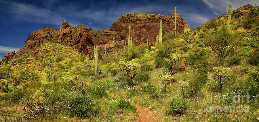 Organ Pipe National Monument Photograph by Priscilla Burgers